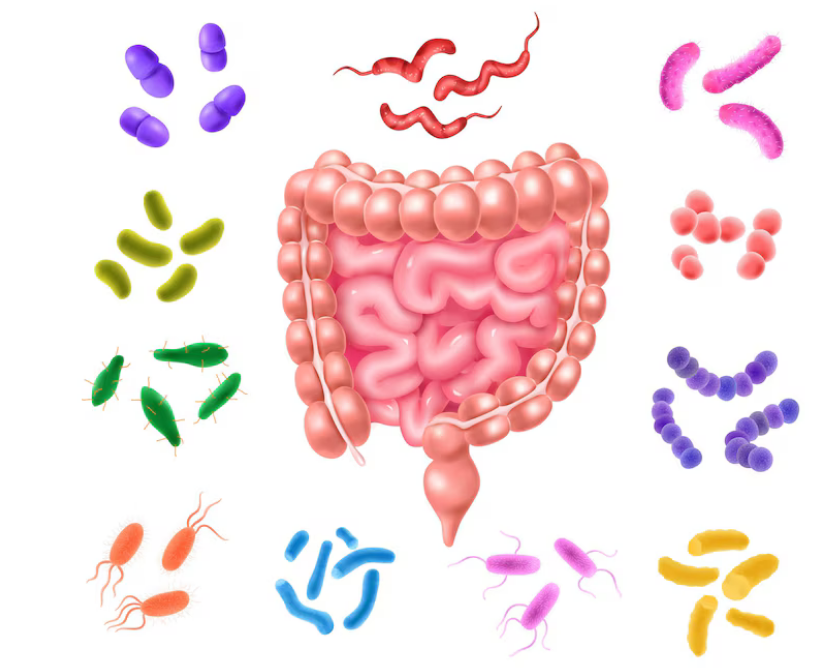 فرط النمو البكتيري في الأمعاء الدقيقة